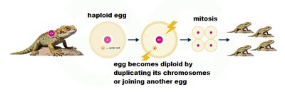 Parthenogenesis in lizards