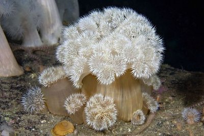 Budding in sea anemones