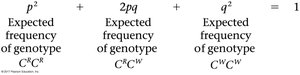 Hardy-Weinberg equation for genotype frequencies