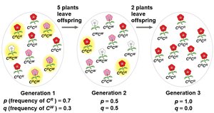 Genetic drift in beetle populations