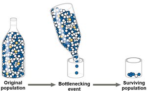 Bottleneck effect: reduction in population size