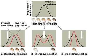 Modes of selection: directional, disruptive, stabilizing