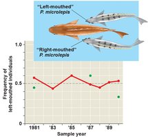 Frequency-dependent selection in fish