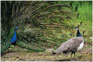 Sexual selection: peacock courtship display