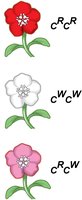 Wildflower color genotypes: red, white, pink