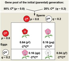 Punnett square for Hardy-Weinberg equilibrium with incomplete dominance