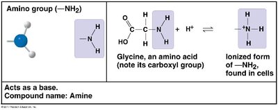 Amino group