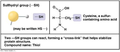Sulfhydryl group