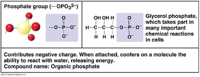 Phosphate group