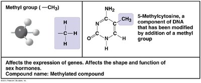 Methyl group