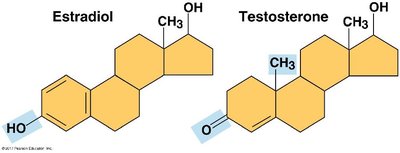 Estradiol and testosterone structures