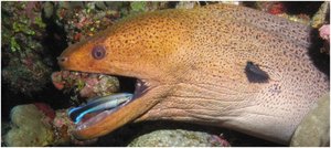 Cleaner wrasse and moray eel mutualism