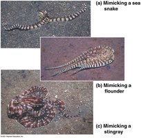 Mimic octopus mimicking other marine animals