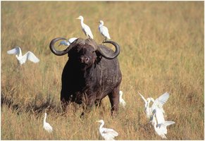 Cattle egret and buffalo commensalism
