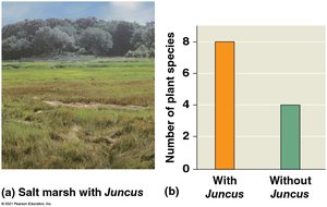Salt marsh with and without Juncus