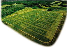 Experimental plots testing plant diversity