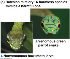 Batesian mimicry: hawkmoth larva and green parrot snake