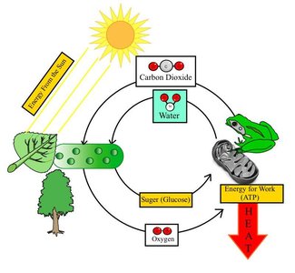 Energy flow in biological systems