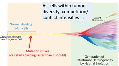Diagram showing the diversification of tumor cells and intensification of competition as mutation leads to intratumor heterogeneity and metastasis.