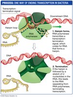Process: One way of ending transcription in bacteria