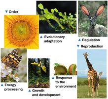 Examples of characteristics of living organisms