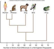 Molecular evidence for evolution