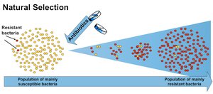 Natural selection: evolution of antibiotic resistance