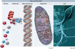 Cellular level: atoms, molecules, macromolecules, organelles, cells