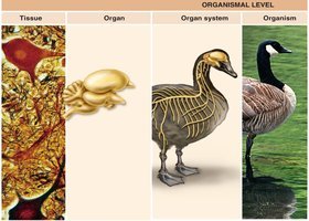 Organismal level: tissue, organ, organ system, organism
