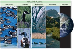Populational level: population, species, community, ecosystem, biosphere