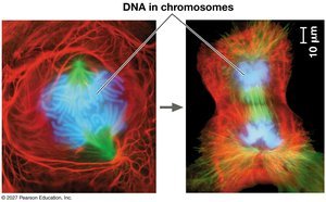 DNA in chromosomes