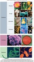 Three domains of life: Bacteria, Archaea, Eukarya
