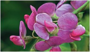 Pea flowers used in Mendel's experiments