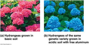 Environmental impact on hydrangea flower color
