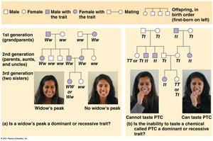 Pedigree analysis for human traits