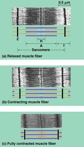 Sarcomere contraction stages