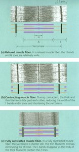 Sarcomere contraction stages