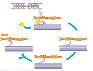 Contractile cycle of actin and myosin