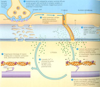 Excitation-contraction coupling in muscle
