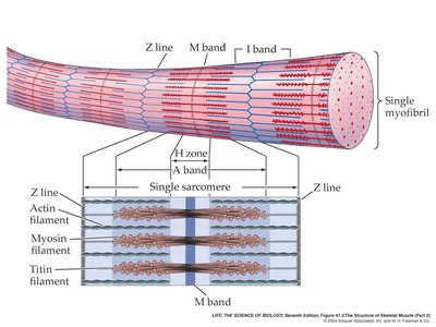 Structure of a skeletal muscle sarcomere