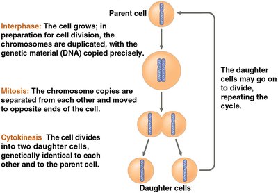Cell division cycle: interphase, mitosis, cytokinesis