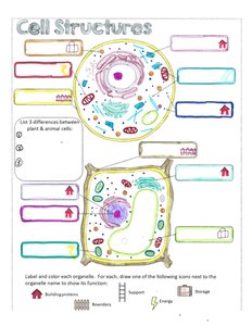 Labeled diagrams of plant and animal cells with organelles