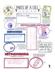 Parts of a cell: nucleus, ribosomes, mitochondria, endoplasmic reticulum
