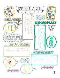 Parts of a cell: cell wall, chloroplast, cytoplasm, Golgi body