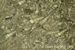 Marine fossils in rock