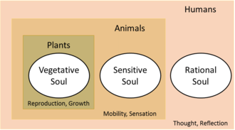 Diagram of Aristotle's souls: vegetative, sensitive, rational