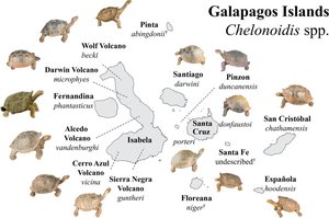 Darwin's finches beak diversity