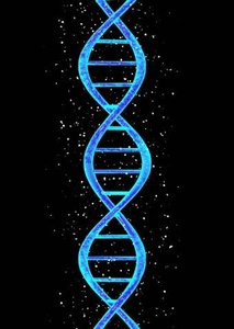 DNA double helix