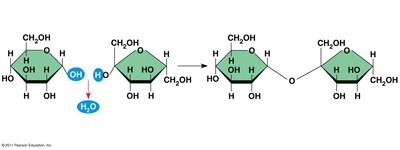 Dehydration reaction in the synthesis of sucrose