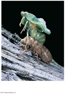 Chitin forms the exoskeleton of arthropods